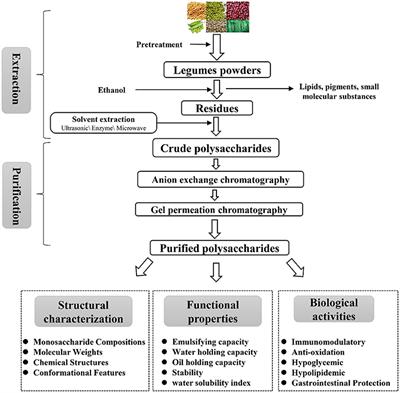 A review of extraction, purification, structural properties and biological activities of legumes polysaccharides